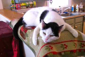 a black and white cat is on a mat looking at you